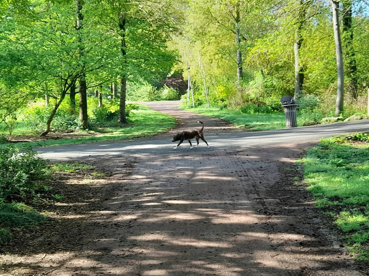 A trainer guiding a golden retriever around a cone obstacle during a path skills exercise.