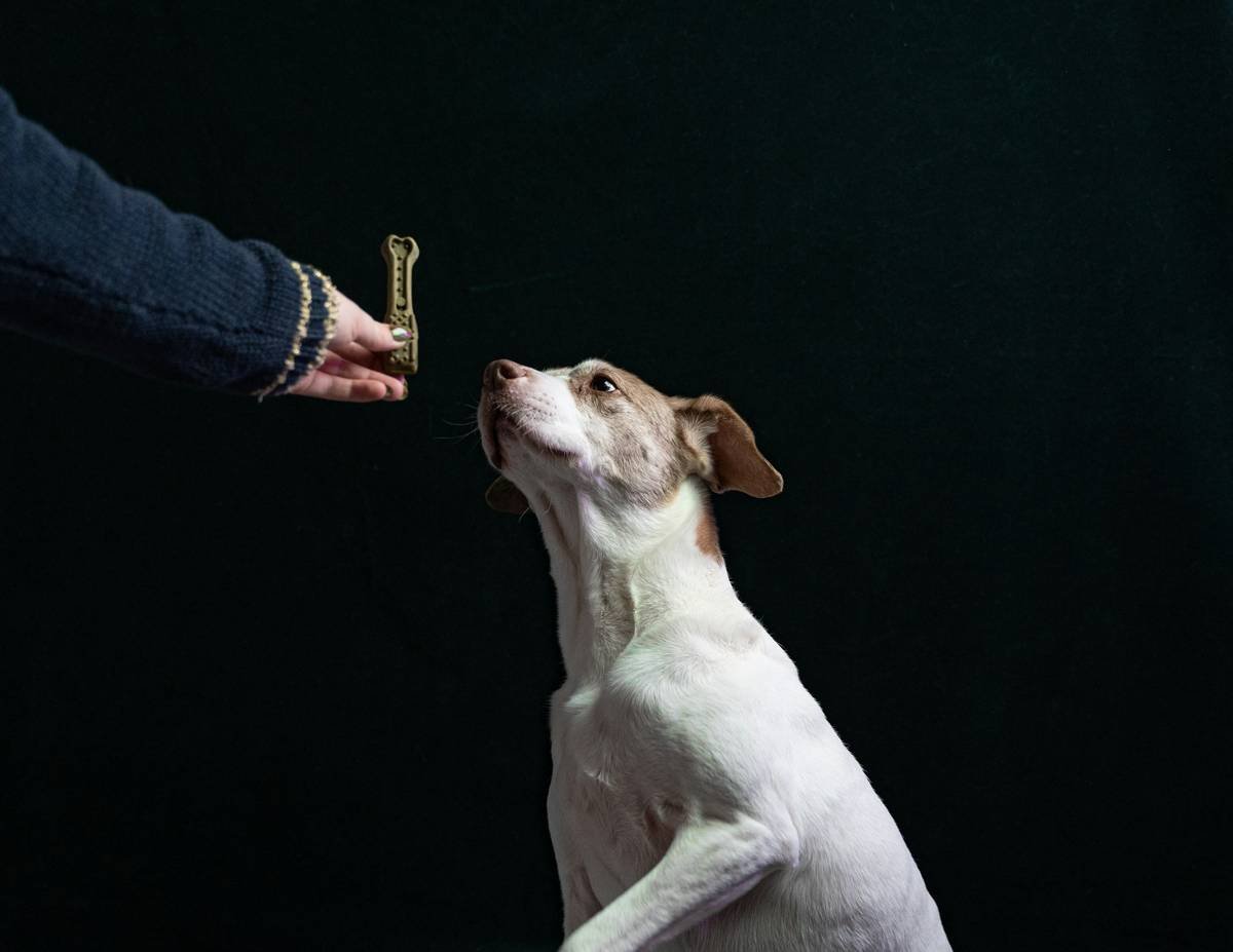 A trainer teaching hand signals to a blind individual holding leash