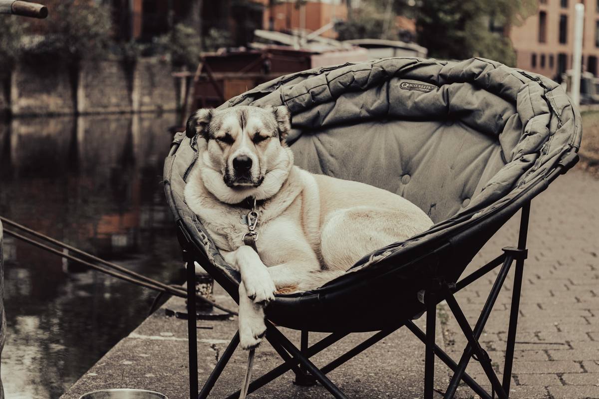 Guide Dog Post-Service Wellness: How to Ensure Your Canine Companion Thrives After Retirement