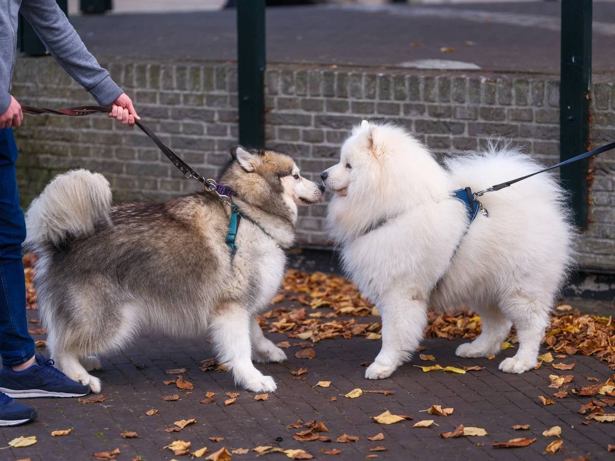 Illustration showing a guide dog calmly navigating busy urban environment