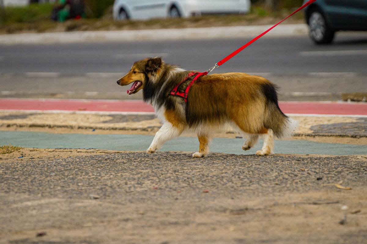 Mastering Support Dog Navigation Practice: Your Complete Guide to Raising an Expert Guide Dog