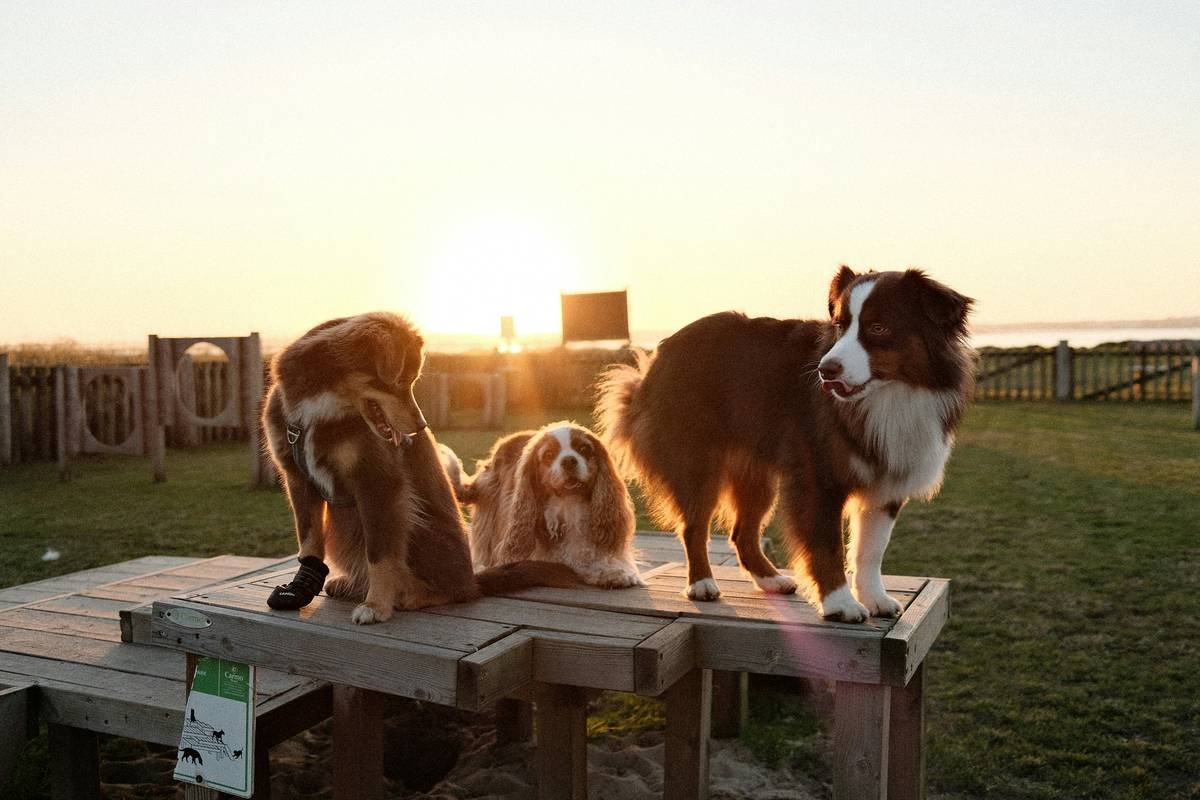 Service Dog Group Bonding: Mastering the Art of Teamwork for Guide Dogs