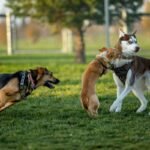 Guide Dog Group Bonding Ideas: Strengthening the Pack