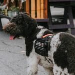 Guide Dog Navigation Training Near Me: Your Ultimate Guide