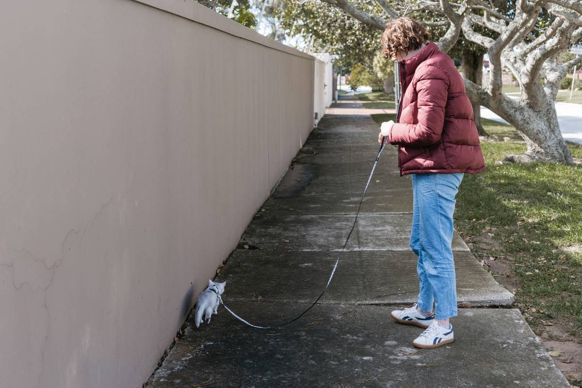 Mastering Guide Dog Obstacle Avoidance: The Ultimate Training Blueprint