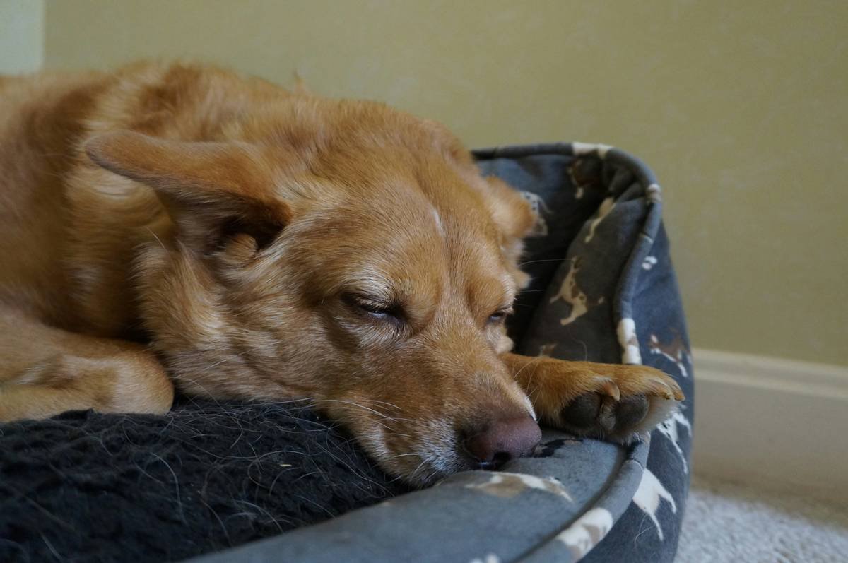 Photos of Max and Bella in their retirement homes, with before and after shots