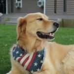 Why Service Dog Retirement Benefits Are a Must-Know for Every Handler