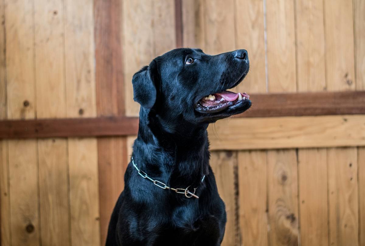 Guide Dog Bonding Exercises: Build Trust That Changes Lives