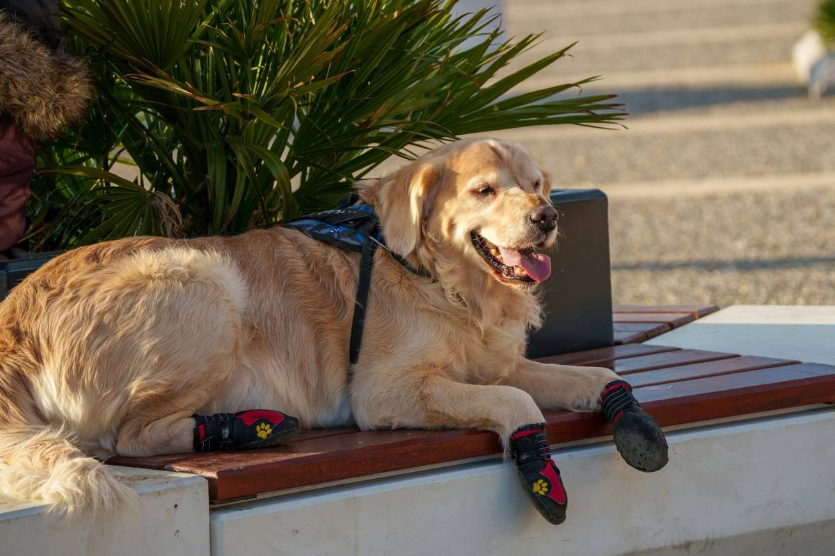 Guide Dog Post-Service Adjustment: What Every Handler Needs to Know