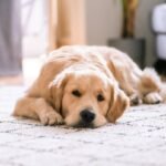 Guide Dog Retirement Support Tips: How to Honor a Lifetime of Service with Compassion