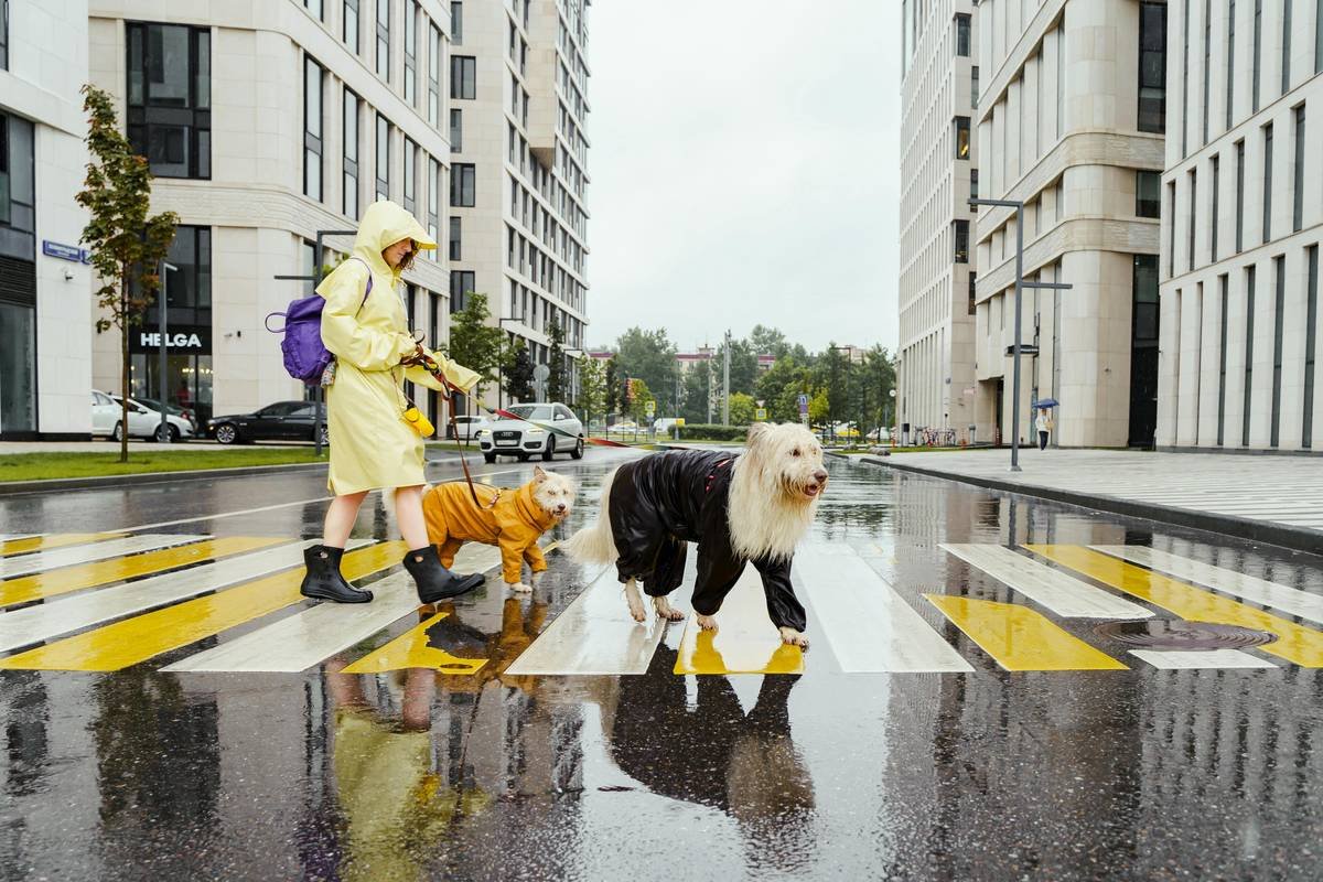 Guide Dog Urban Skills: Training Your Canine Companion for City Life