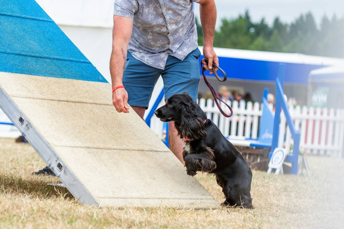 Infographic showing 4 stages of guide dog route practice: Baseline Recognition, Micro-Routes, Variable Routing, Real-World Simulation