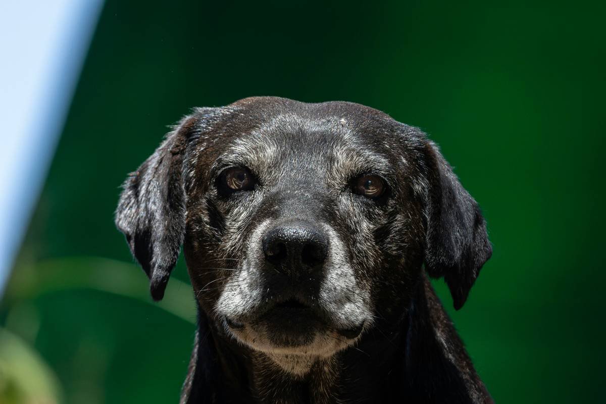 Infographic showing emotional and behavioral changes in retired service dogs vs. expectations: includes stats on anxiety spikes, sleep disruption, and loss of routine dependency