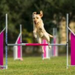 Mastering Support Dog Navigation Exercises: Train Smarter, Not Harder