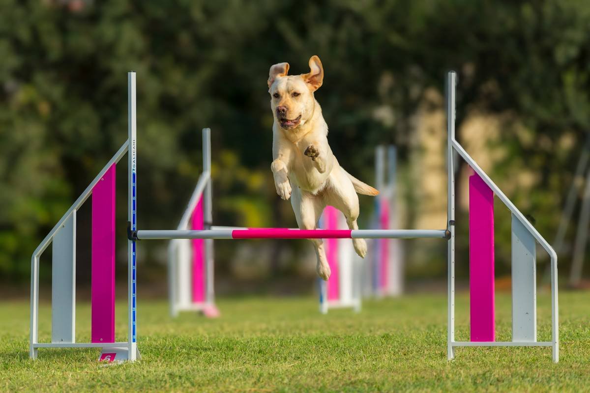 Mastering Support Dog Navigation Exercises: Train Smarter, Not Harder