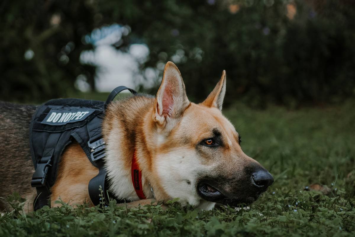 Side-by-side photos: Left shows Baxter in harness guiding Maria through NYC street; Right shows him relaxed on a couch with blue bandana, resting head on pillow