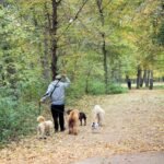 Why Service Dog Group Bonding Events Are a Game-Changer (And How to Organize One Right)