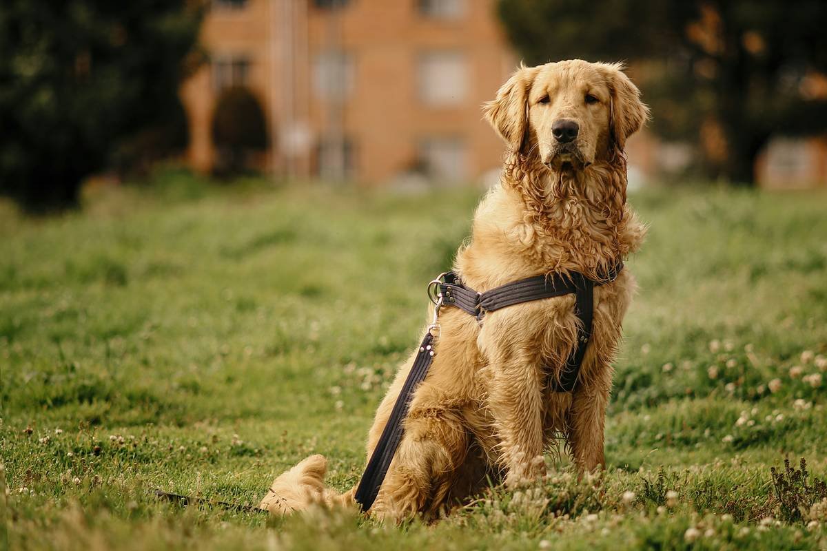 Bar chart showing that 72% of guide dogs retire between ages 8-10, with common reasons being arthritis (38%), vision changes (22%), and handler lifestyle shift (18%)