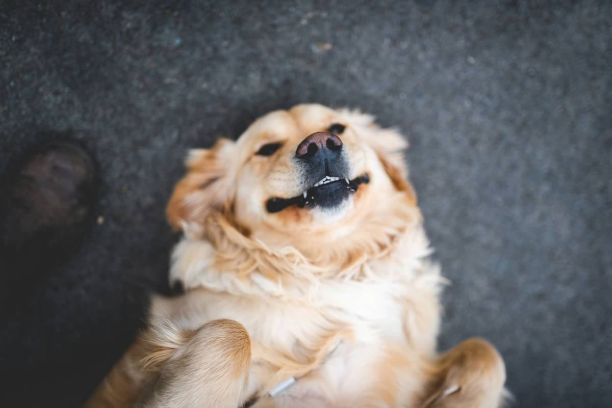 Guide Dog Retirement Lifestyle Plans: What Every Handler Needs to Know Before the Leash Comes Off