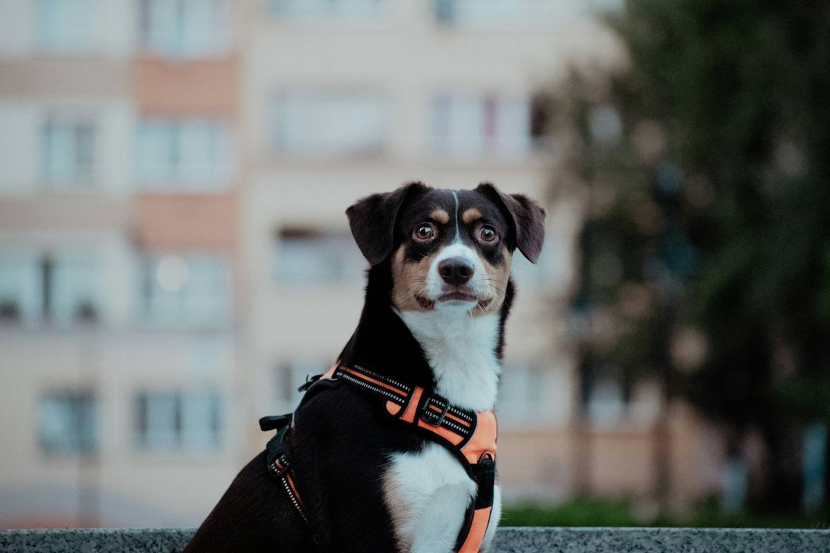 How Long Does It Take to Train a Guide Dog? Unpacking the “Navigation Skill Dog How Long Is” Question