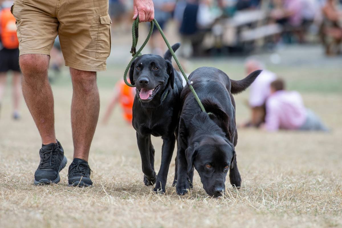 Infographic showing 4 stages of guide dog navigation training: foundation (leash pressure, targeting), static obstacles, dynamic traffic assessment, and complex intersections