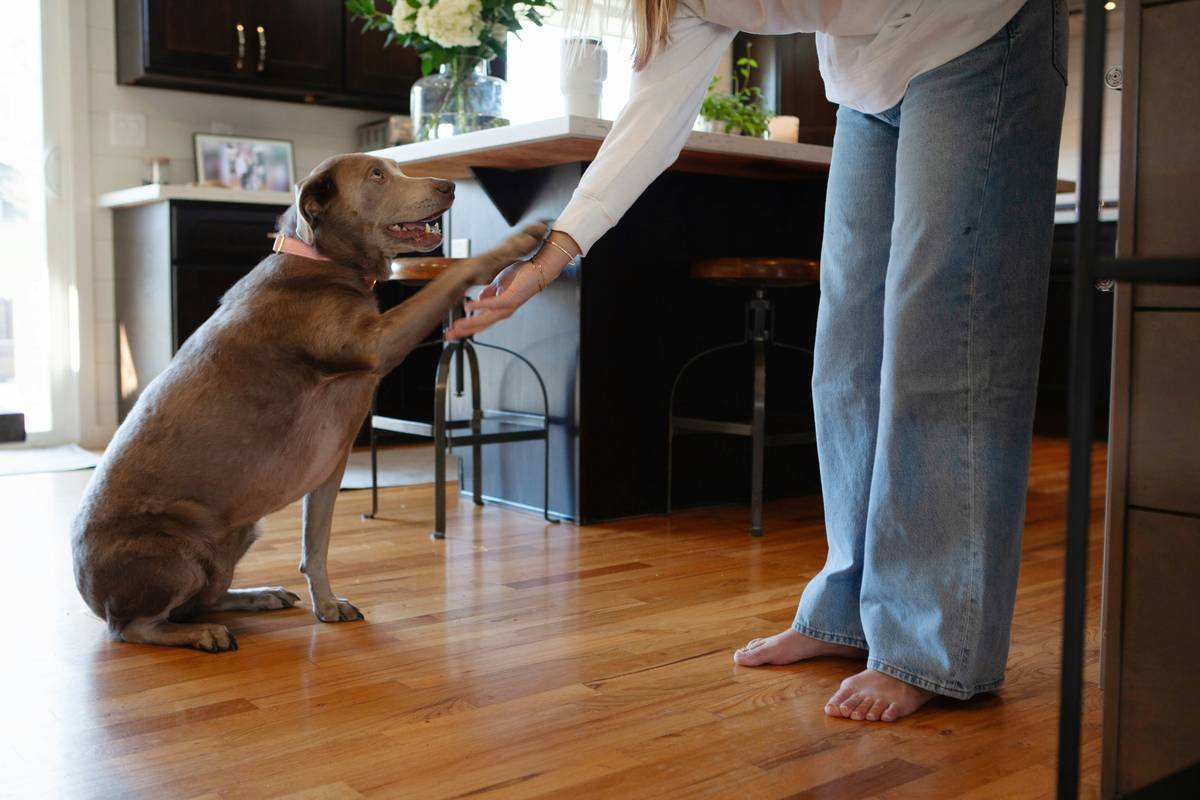 Infographic showing 42% of new handler-dog pairs struggle with bonding despite training completion