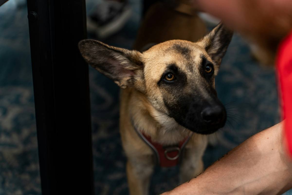 Infographic showing common causes of directional command failure in service dogs: handler inconsistency (45%), lack of contextual cues (30%), insufficient reinforcement timing (15%), environmental distractions (10%)