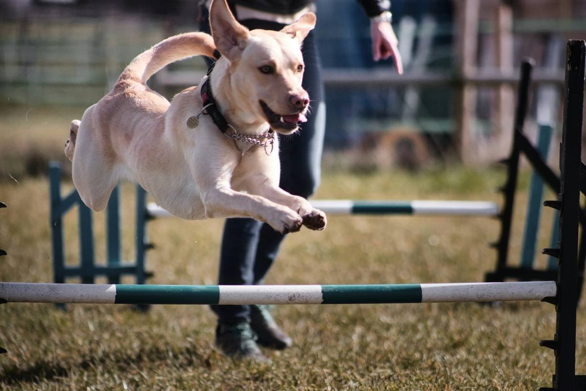 Infographic showing progression stages in support dog obstacle training: from flat surfaces to urban complexity with safety cues like 'find' and 'step'