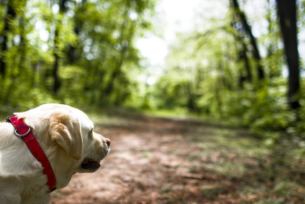 Infographic showing stages of guide dog pathfinding: route memorization, intelligent disobedience, destination targeting, and environmental adaptation