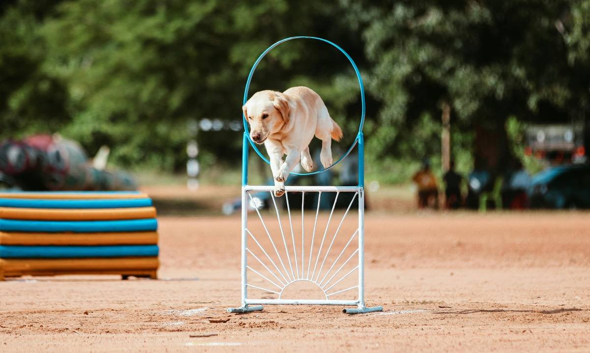 Infographic showing stages of support dog navigation training: static cues → controlled motion → dynamic urban simulation