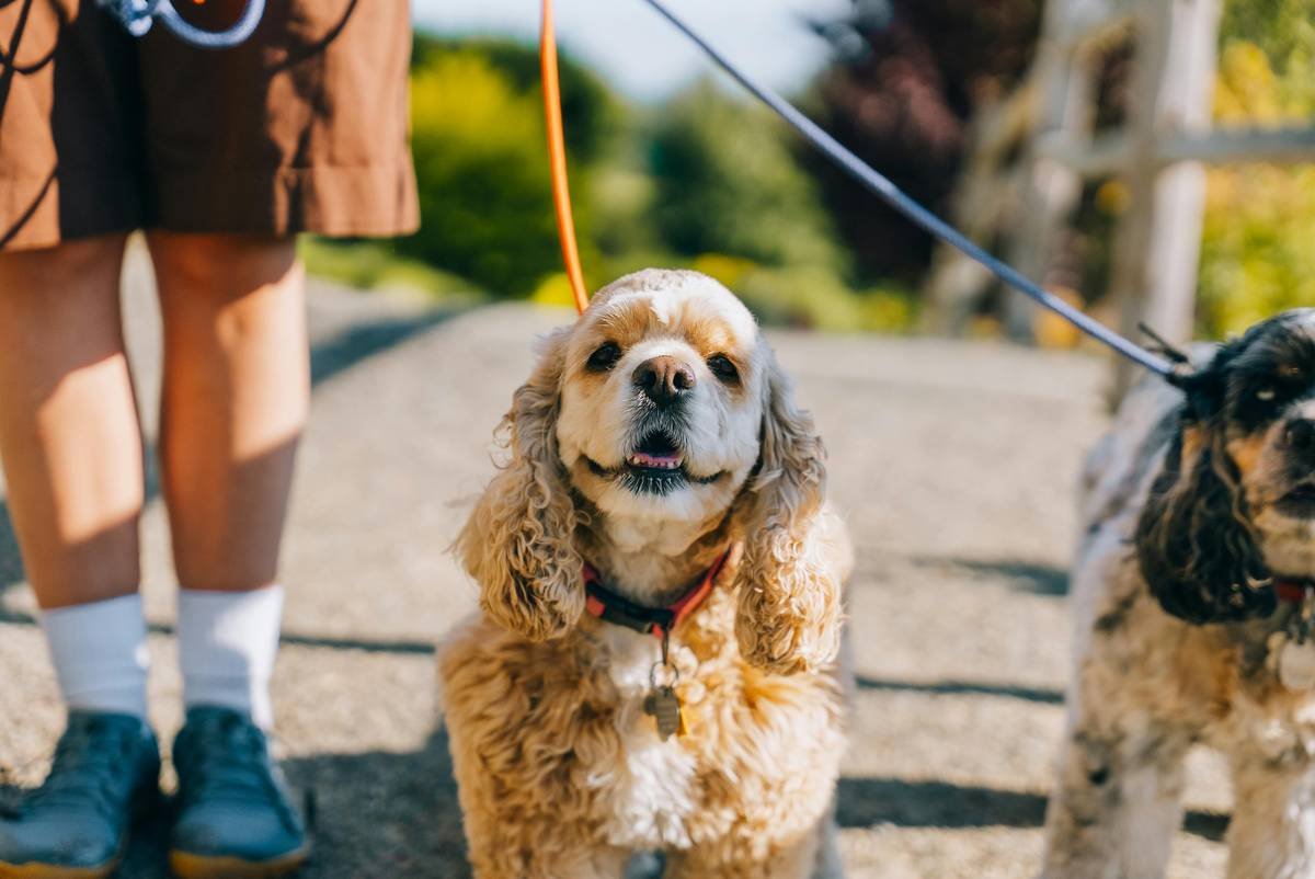 Navigation Skill Dog How to Start: Your First Steps in Guide Dog Training
