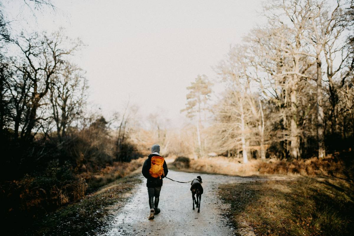 Navigation Skill Dog Training Guide Jennifer: How to Build Trust, Precision, and Independence in Guide Dogs