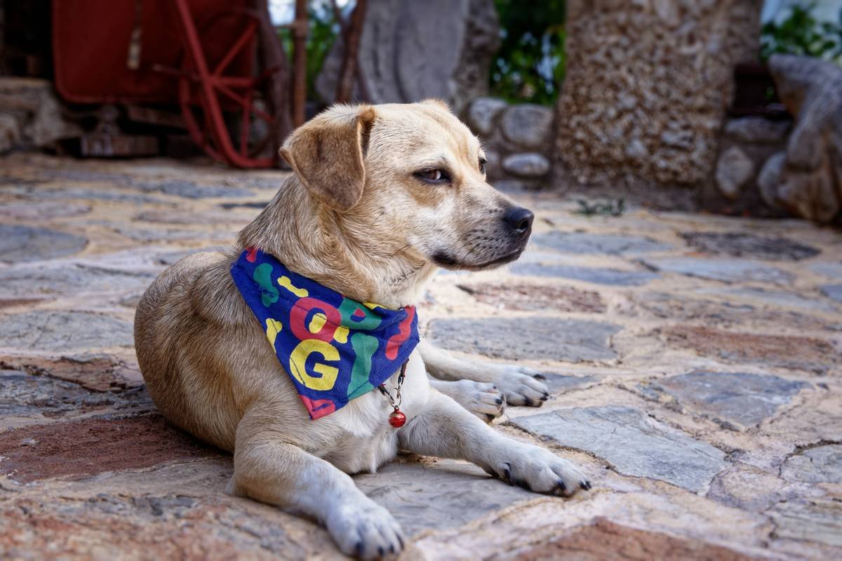 service dog post-service wellness tips: Caring for Your Retired Guide Dog with Heart & Science