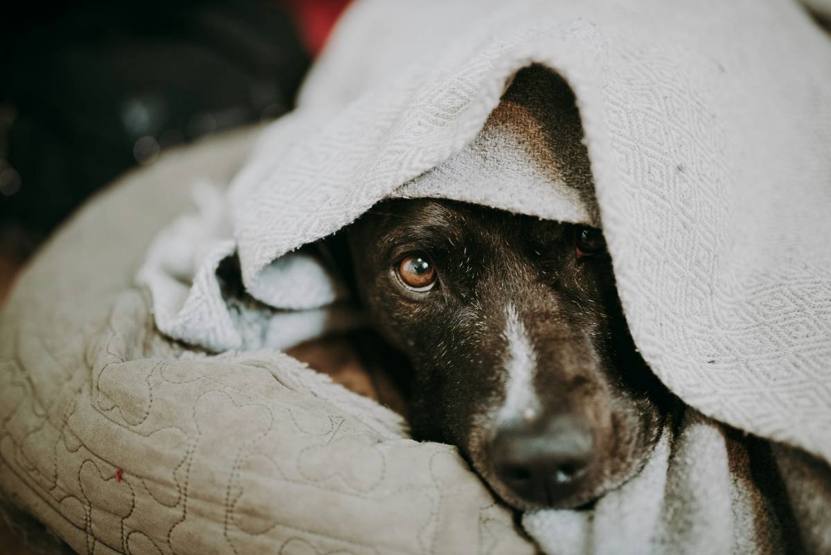 Service Dog Retirement Health Plans: Why Your Hero Deserves a Golden Paw-some Plan