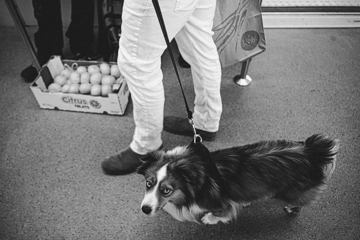 Support Dog Obstacle Training: How to Build Confident, Capable Guide Dogs One Step at a Time