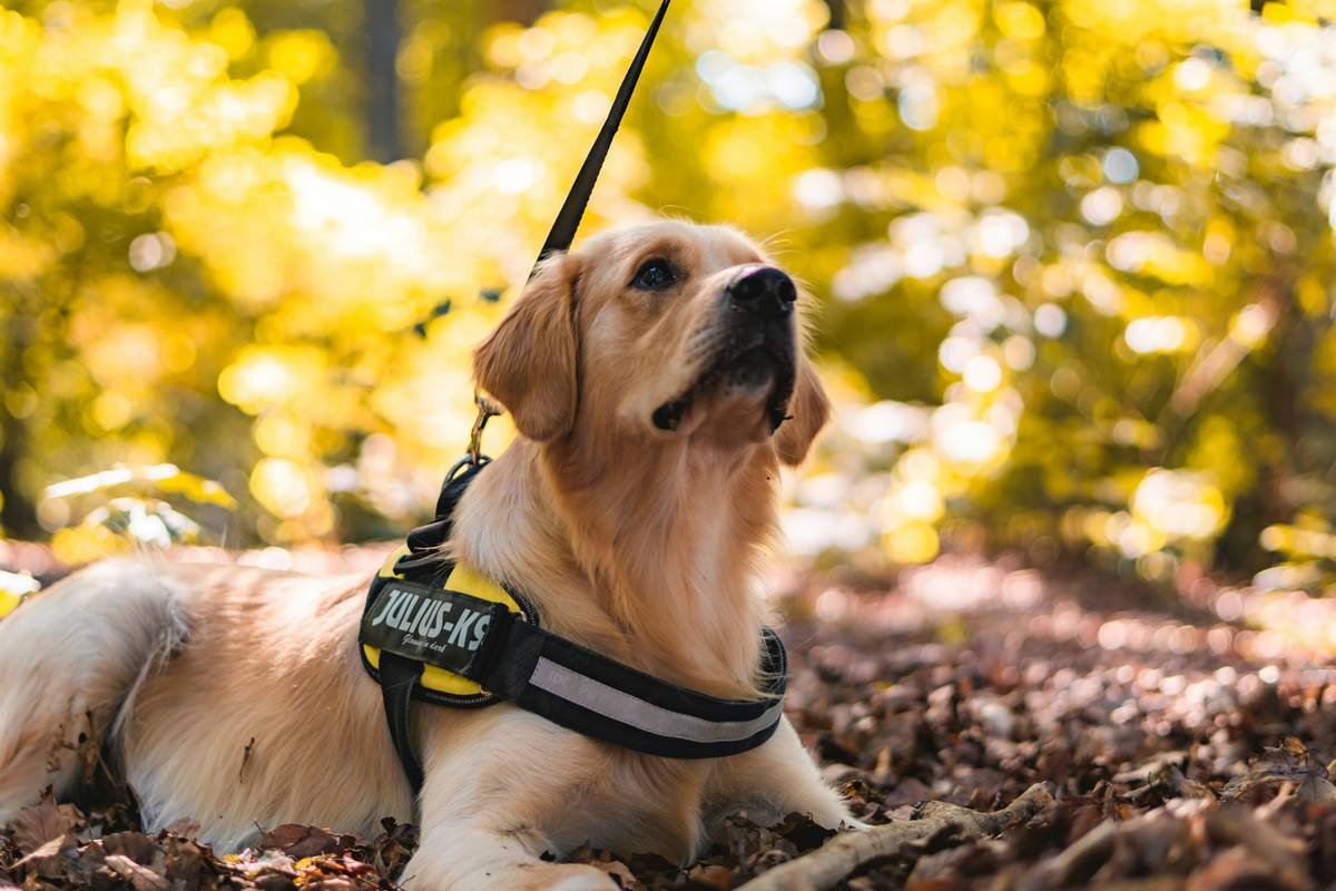 Team Bonding Dog Training Guide by a Certified Guide Dog Instructor
