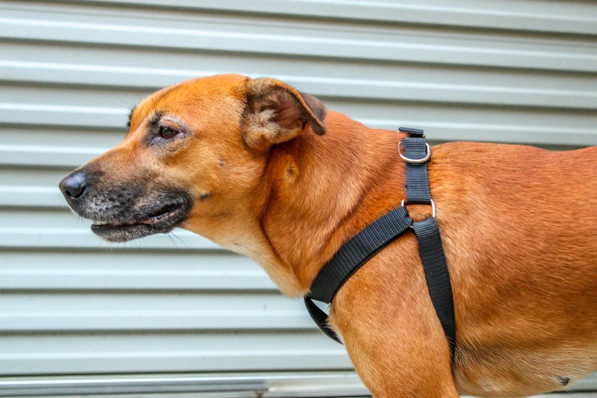 What Is Navigation Skill Dog What Basic Training? Your Complete Guide to Guide Dog Foundations