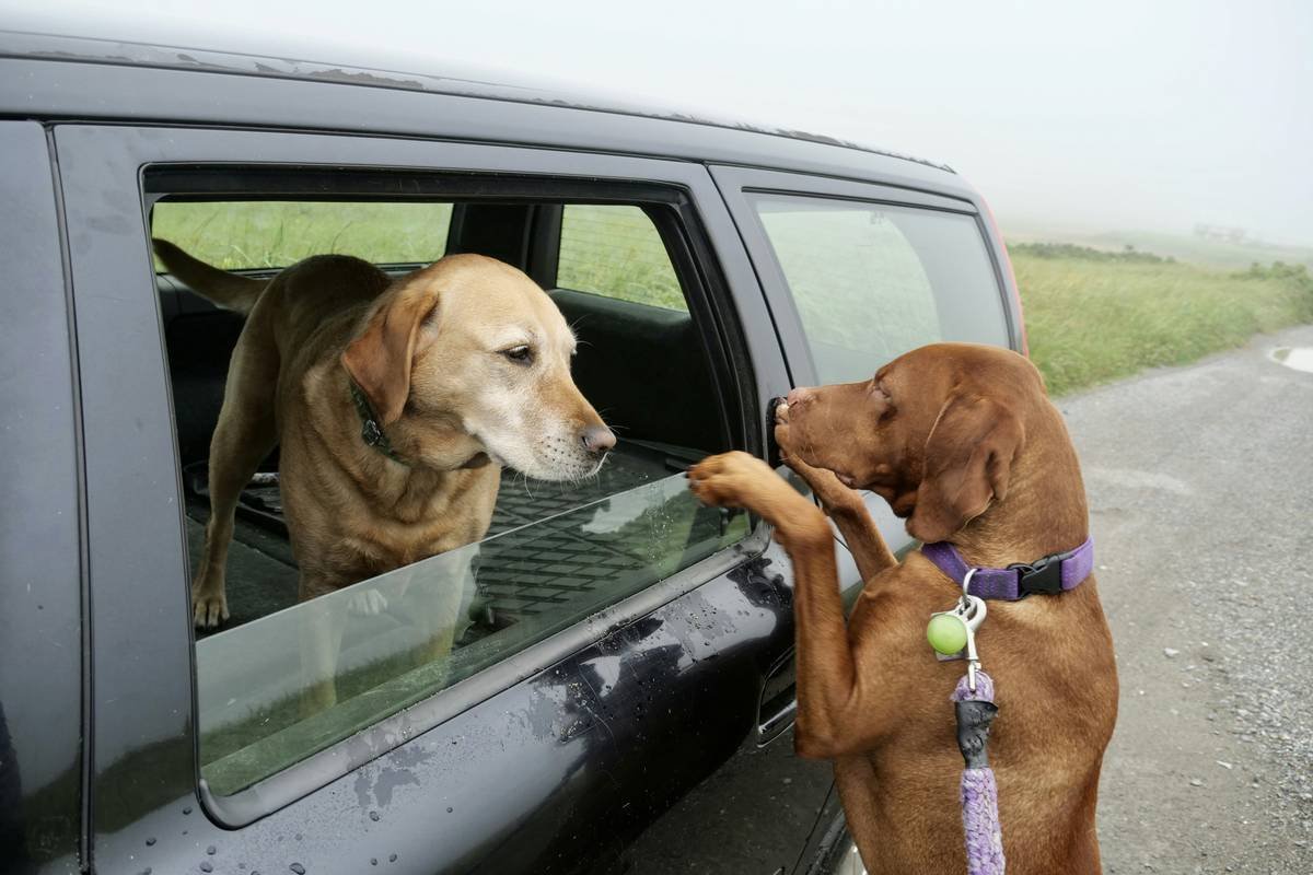 What Is Service Dog Navigation Support—and Why It’s Not Just About “Walking Straight”?