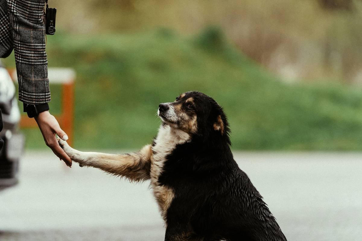 Where to Find Guide Dog Team Exercises Near Me: A Trainer’s No-BS Guide to Building Real Partnership