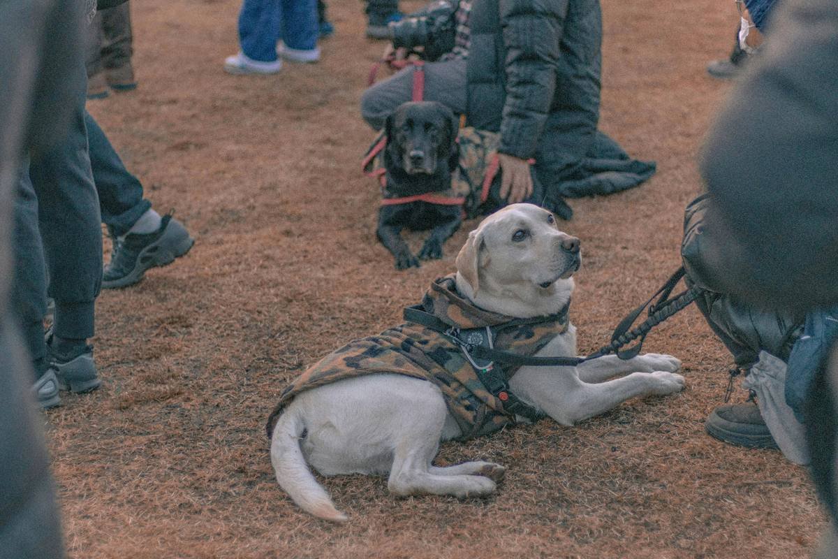 Why Your Service Dog Team Bonding Local Journey Starts With Trust, Not Tricks