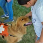 10 Life-Changing Benefits of a Service Dog (Backed by Science, Not Just Cuteness)