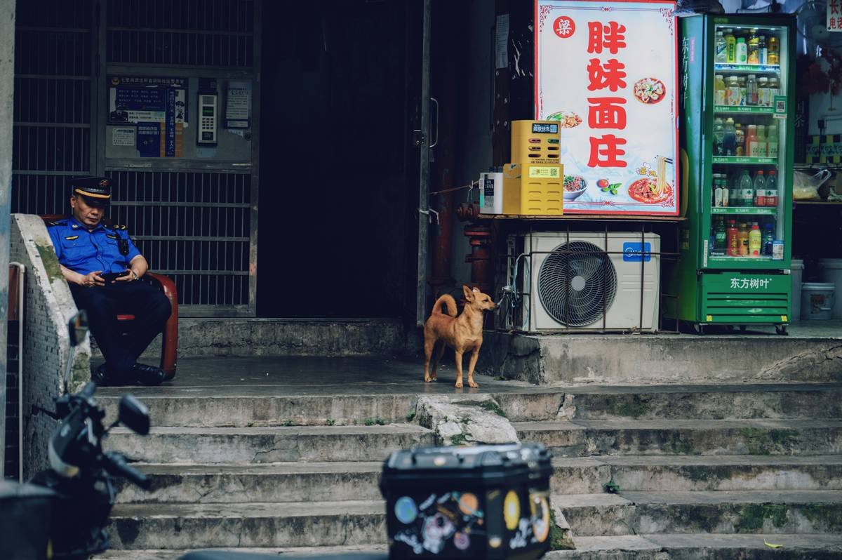 Guide dog practicing curb negotiation on urban sidewalk with trainer and handler