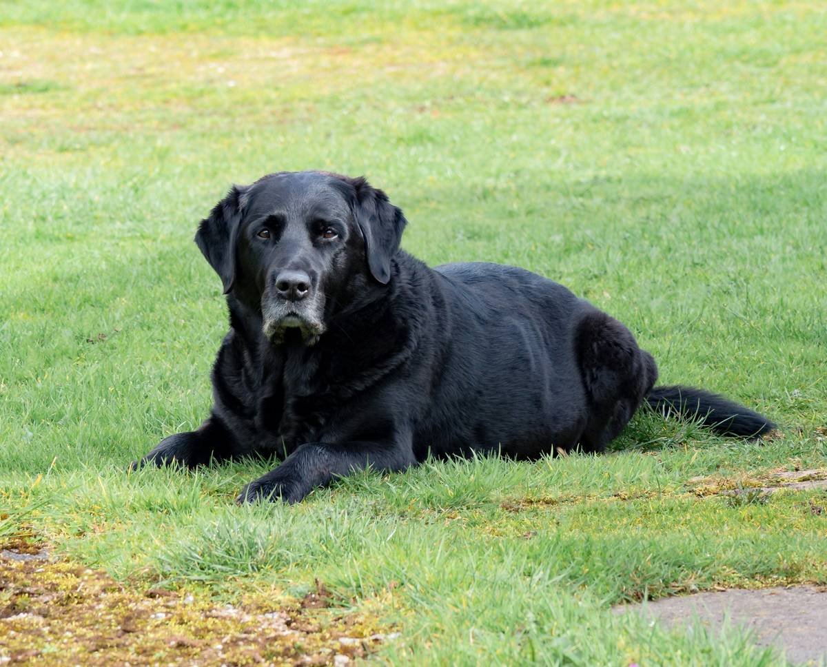 Bar chart showing average guide dog program age limits: The Seeing Eye (70), Guide Dogs for the Blind (75), Southeastern Guide Dogs (no hard cap but prefers under 70)