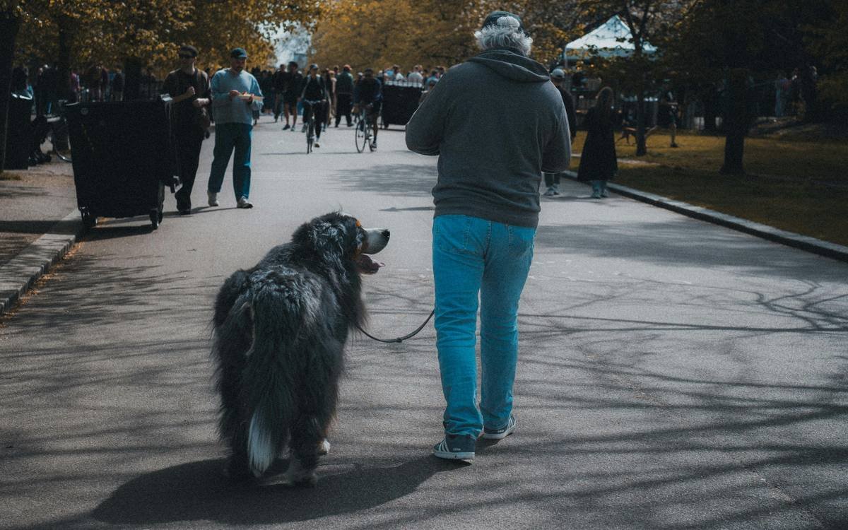 Bar chart showing percentage of retired support dogs with behavioral issues by care plan type: 68% with no plan, 32% with basic care, 12% with structured post-service plan
