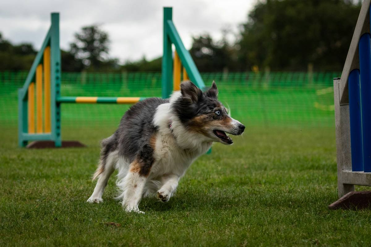 Certified guide dog in training navigating a mock urban obstacle course in British Columbia, avoiding cones and curbs under handler guidance