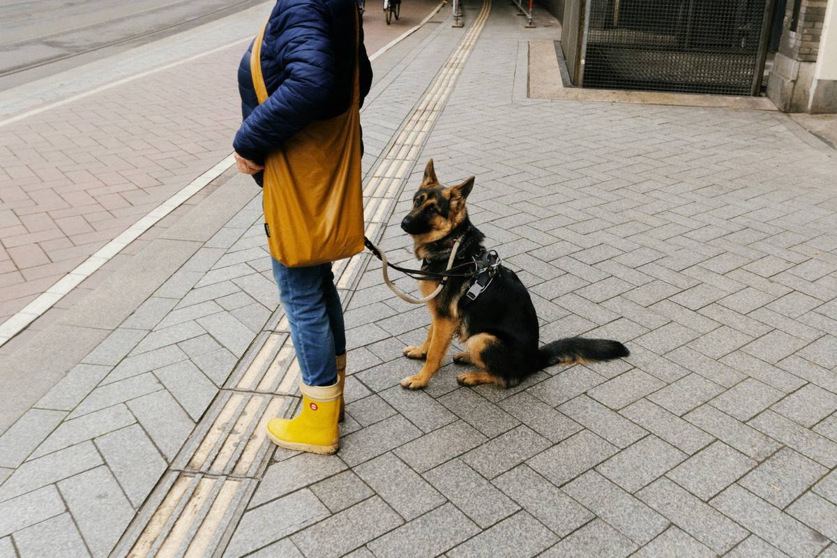 Guide dog in harness navigating busy Vancouver sidewalk during official BC navigation skill assessment, with assessor observing discreetly behind