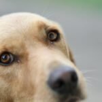 How Many Hours Does It Take to Train a Guide Dog’s Navigation Skills? The Real Timeline Revealed