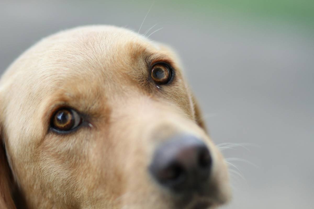How Many Hours Does It Take to Train a Guide Dog’s Navigation Skills? The Real Timeline Revealed