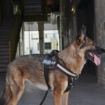 Mastering the Navigation Skill Dog Guide Act BC: What Every Handler in British Columbia Needs to Know