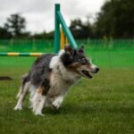 Navigation Skill Dog How Long Does It Take? What Every Handler Should Know